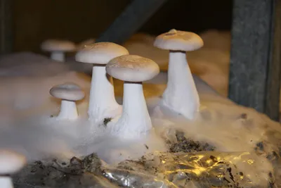 Musée du Champignon à St Hilaire-St Florent musee-champignon
