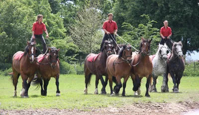 spectacle-equestre
